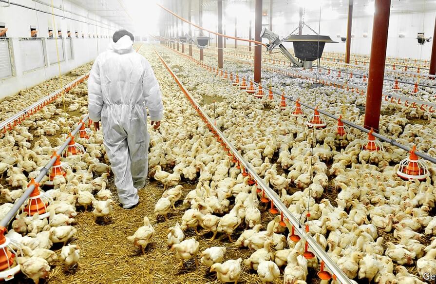 poultry-farming-business-plan - Copy